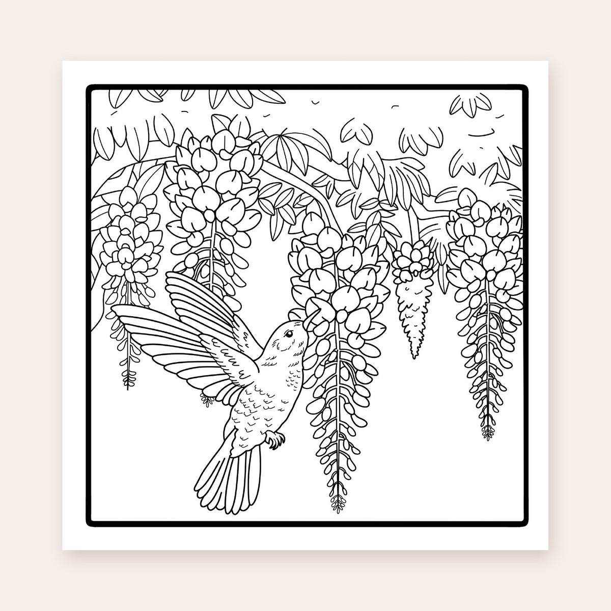 Nature's Harmony Edition 2 coloring page: hummingbird among wisteria